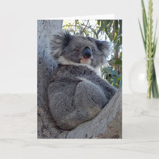 Birthday Card Koala in een gomboom Kaart
