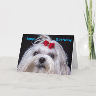 Birthday Card Maltese white toy Dog Kaart
