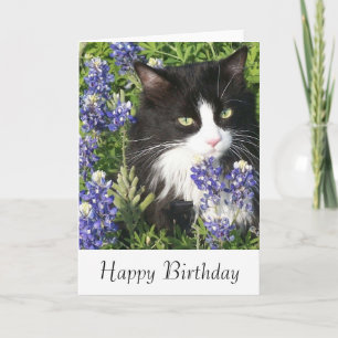 Birthday Card Tuxedo Cat in Texas Bluebonnets Kaart