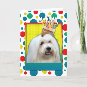 Birthday Cupcake - Coton de Tulear Kaart