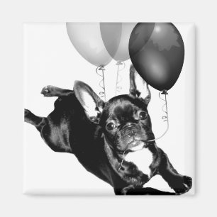 Birthday French Bulldog magnet Magneet
