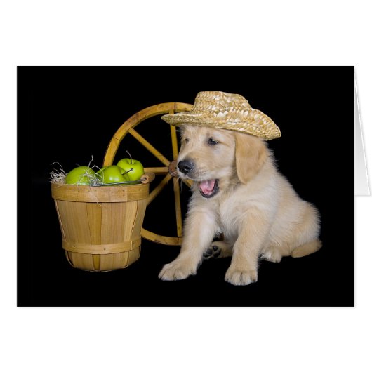 Birthday Golden Retriever met appels (Voorkant Horizontaal)