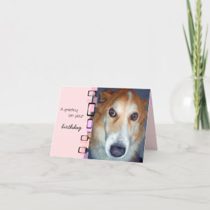 Birthday Greeting Border Collie Kaart