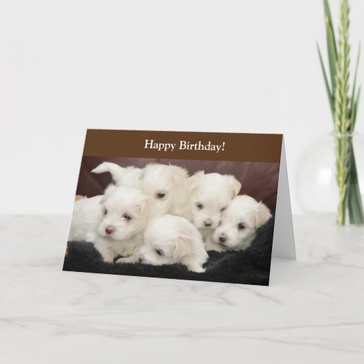Birthday-kaart met foto van Maltese Puppies Kaart (Voorkant)