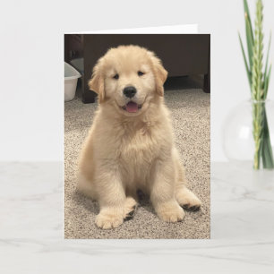 Birthday-kaart voor avonturen van archie bedankkaart