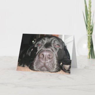 Birthday Lab Kaart