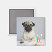 Birthday Pug Magneet (Voorkant / Achterkant)