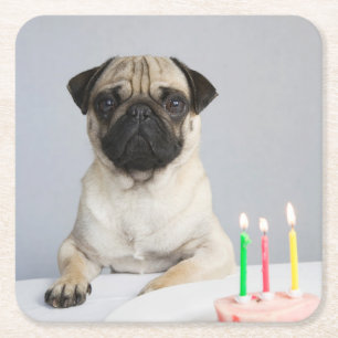 Birthday Pug Vierkante Kartonnen Onderzetter