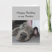 Birthday to my Brother Fun Dog Relax Humor Kaart (Voorkant)