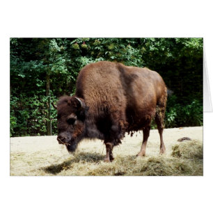 Bison