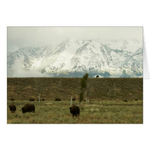 Bison à Grand Teton National Park Photographie