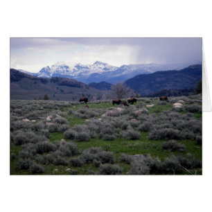 Bison à Yellowstone