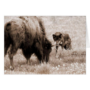Bison agressif et loup noir