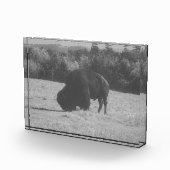 Bison américain (bison) - Bloc photo (Droite)