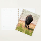 Bison at the Water (Devant avec enveloppe)