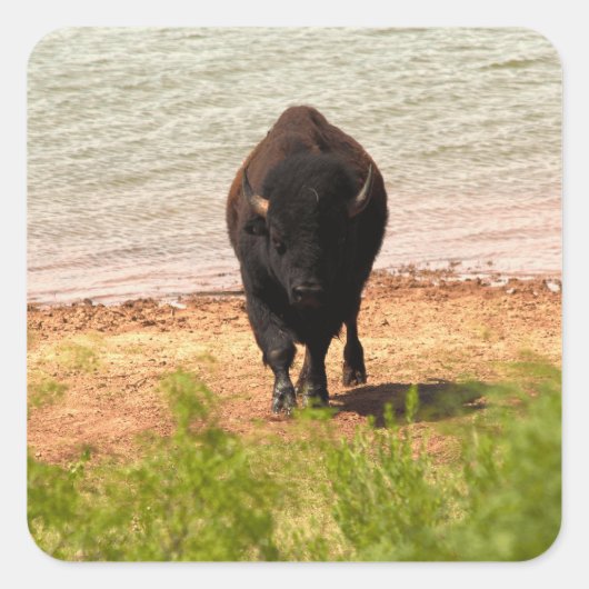 Bison at the Water Vierkante Sticker (Voorkant)