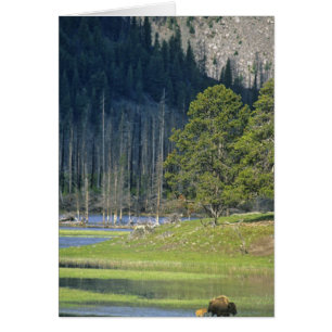 Bison avec son veau au Parc national de Yellowston