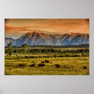 Bison bij Sunrise Poster