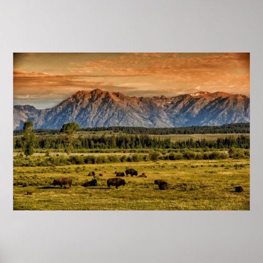 Bison bij Sunrise Poster (Voorkant)