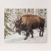 Bison (Bison bison) - Buffalo - sneeuw - 520 stuk Legpuzzel (Horizontaal)