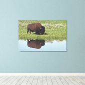 Bison (Bison Bison) op grijze weide Canvas Afdruk (Insitu (Houten vloer))