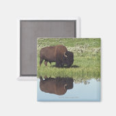Bison (Bison Bison) op grijze weide Magneet (Voorkant / Achterkant)