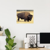 Bison, Bison bison, stier in Yellowstone National Poster (Thuiskantoor)