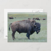 Bison Briefkaart (Voorkant / Achterkant)