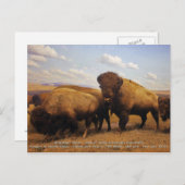 Bison Briefkaart (Voorkant / Achterkant)