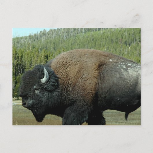 Bison Briefkaart (Voorkant)