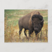Bison Briefkaart (Voorkant)