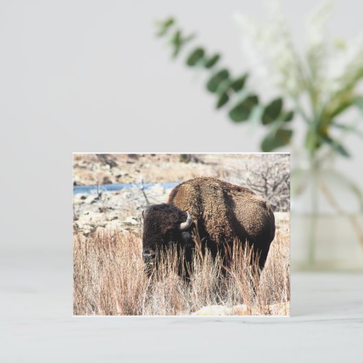 Bison Briefkaart (Staand voorkant)