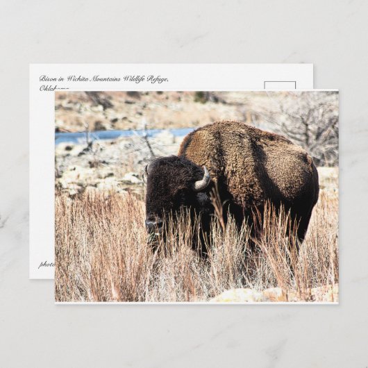 Bison Briefkaart (Voorkant / Achterkant)