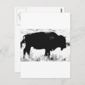 Bison - Buffalo Briefkaart (Voorkant / Achterkant)