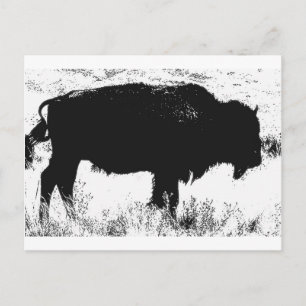 Bison - Buffalo Briefkaart