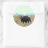 Bison Buffalo Bull Sticker (Sac)