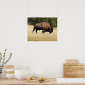 Bison Bull in Yellowstone National Park Poster (Keuken)