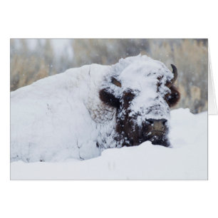 Bison Bull, manteau d'hiver