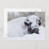 Bison Bull, winterjas Briefkaart (Voorkant / Achterkant)