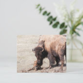 Bison Calf Briefkaart (Staand voorkant)