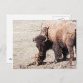 Bison Calf Briefkaart (Voorkant / Achterkant)