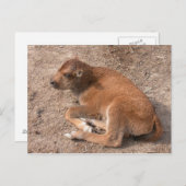 Bison Calf Briefkaart (Voorkant / Achterkant)