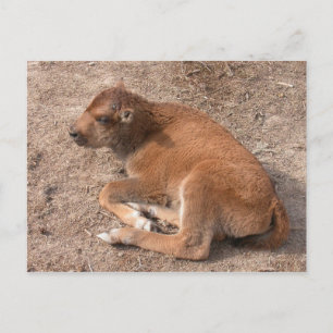 Bison Calf Briefkaart