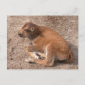 Bison Calf Briefkaart (Voorkant)