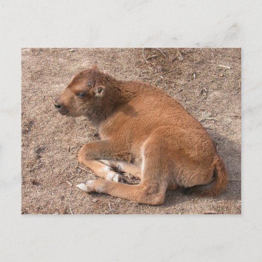 Bison Calf Briefkaart (Voorkant)