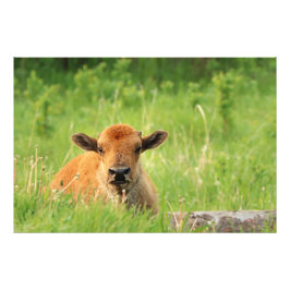 Bison Calf Fotoprint Foto Afdruk