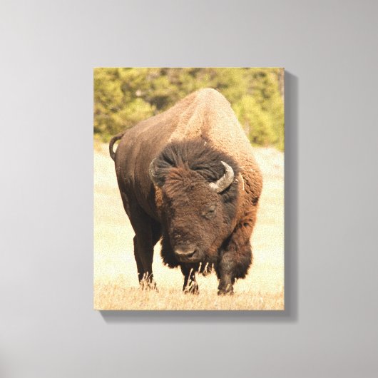 Bison Canvas Afdruk (Voorkant)