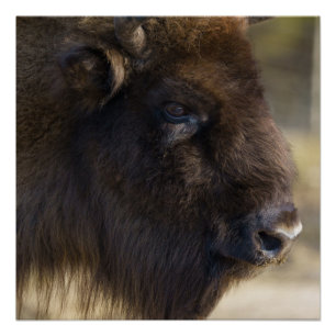 Bison Canvas afdrukken Perfect Poster
