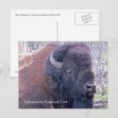 Bison Closeup Briefkaart (Voorkant / Achterkant)