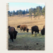 Bison dans le Colorado (Devant)